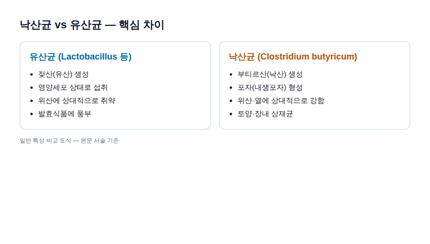 낙산균과 유산균 비교 도식