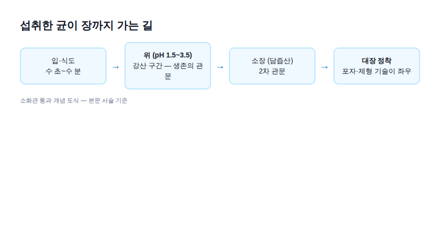 위산 통과 경로 도식